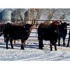 Image 6 : Bar Box Farm - 920# Heifers - 45 Head (Rockyford, AB)