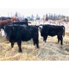Image 2 : Smolinski Farms - 815# Steers - 75 Head (Arborg, MB)