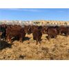 Image 1 : 7D Ranch - 680# Steers - 92 Head (Elk Point, AB)
