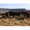 Image 4 : 7D Ranch - 680# Steers - 92 Head (Elk Point, AB)