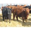 Image 2 : Dog River Ranch - 825# Steers - 70 Head (Corning, SK)