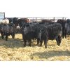 Image 3 : Dog River Ranch - 825# Steers - 70 Head (Corning, SK)