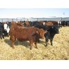 Image 4 : Dog River Ranch - 825# Steers - 70 Head (Corning, SK)