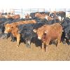 Image 5 : Dog River Ranch - 825# Steers - 70 Head (Corning, SK)