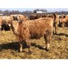 Image 2 : 20-20 Ranching Ltd. - 720# Heifers - 65 Head (Midale, SK)