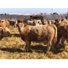 Image 5 : 20-20 Ranching Ltd. - 720# Heifers - 65 Head (Midale, SK)