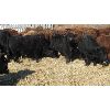 Image 2 : Gork Family Farms - 660# Steers - 74 Head (Bernie, MB) **added lot**