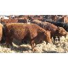 Image 3 : Gork Family Farms - 660# Steers - 74 Head (Bernie, MB) **added lot**