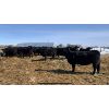 Image 1 : RC Cattle Co. - 1st Calf Pairs - 38 Pairs (Pipestone, MB)