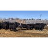 Image 2 : RC Cattle Co. - 1st Calf Pairs - 38 Pairs (Pipestone, MB)