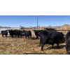 Image 3 : RC Cattle Co. - 1st Calf Pairs - 38 Pairs (Pipestone, MB)