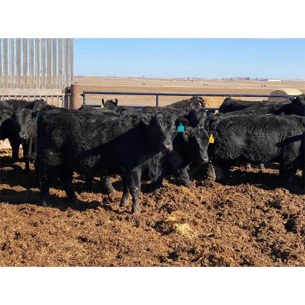 John Heatwole - 865# Heifers - 25 Head (Raymond, AB)