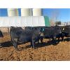 Image 5 : John Heatwole - 865# Heifers - 25 Head (Raymond, AB)