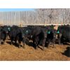 Image 2 : John Heatwole - 865# Heifers - 25 Head (Raymond, AB)