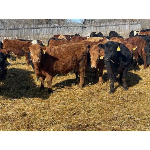 Calvin Reykdal - 725# Steers - 83 Head (Vogar, MB)