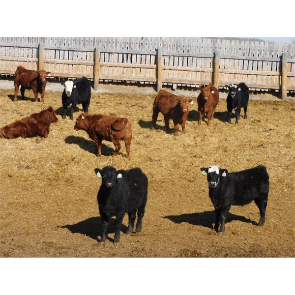 Westridge Farms - 735# Steers - 68 Head (Crossfield, AB)