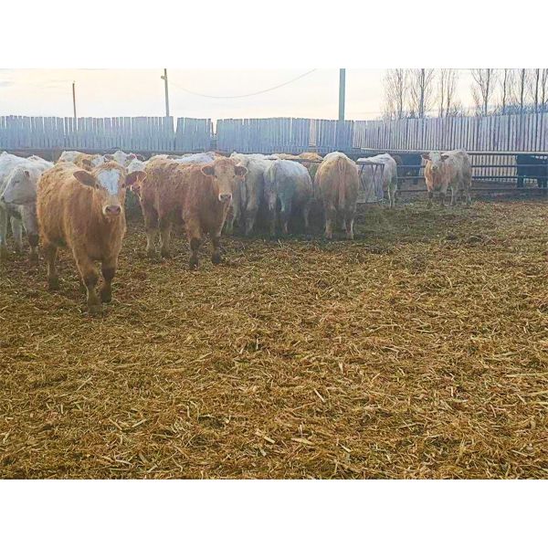 Rocking U Feeders Customer - 1050# Steers - 180 Head (MacGregor, MB)