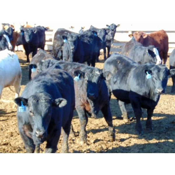 Coro View Farms - 1000# Steers - 63 Head (Scandia, AB)