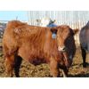 Image 5 : Coro View Farms - 1000# Steers - 63 Head (Scandia, AB)