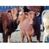 Image 4 : Island Vet Clinic - 850# Heifers - 73 Head (Taber, AB)