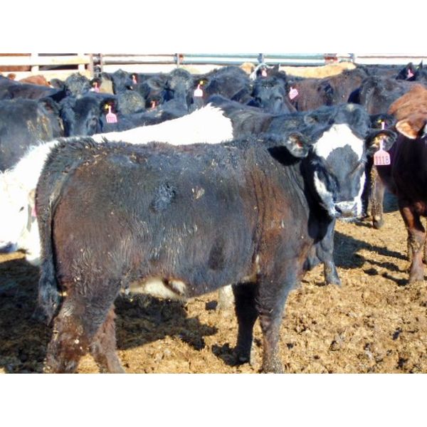 Coro View Farms - 900# Heifers - 70 Head (Scandia, AB)