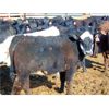 Image 1 : Coro View Farms - 900# Heifers - 70 Head (Scandia, AB)