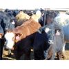 Image 4 : Coro View Farms - 900# Heifers - 70 Head (Scandia, AB)