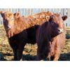 Image 4 : Mahlon Bear - 775# Steers - 54 Head (Duchess, AB)