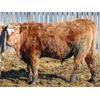 Image 6 : Mahlon Bear - 775# Steers - 54 Head (Duchess, AB)