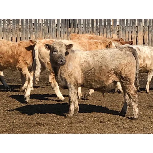 Selte Farms (1985) Ltd. - 860# Steers - 54 Head (Vermilion, AB)