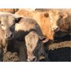 Image 2 : Selte Farms (1985) Ltd. - 860# Steers - 54 Head (Vermilion, AB)
