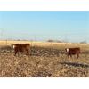 Image 3 : Brock & Kelly Taylor - 975# Heifers - 62 Head (Reston, MB)