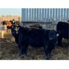 Image 5 : Brock & Kelly Taylor - 975# Heifers - 62 Head (Reston, MB)