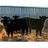 Image 7 : Brock & Kelly Taylor - 975# Heifers - 62 Head (Reston, MB)