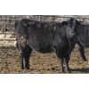 Image 2 : Turtleview Livestock - 1025# Heifers - 58 Head (Goodlands, MB)