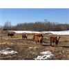 Image 1 : Harvie Ranching - 925# Heifers - 560 Head (Marwayne, AB)