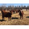 Image 1 : Glenn Peterson - 1000# Heifers - 360 Head (Marwayne, AB)