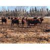 Image 2 : Glenn Peterson - 1000# Heifers - 360 Head (Marwayne, AB)