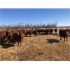 Image 3 : Glenn Peterson - 1000# Heifers - 360 Head (Marwayne, AB)