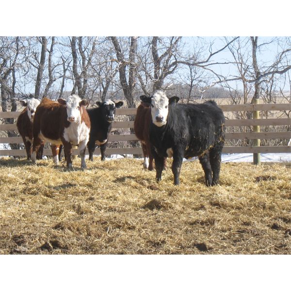 Warnyca Land & Cattle - 725# Heifers - 45 Head (Montmartre, SK)