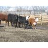 Image 2 : Warnyca Land & Cattle - 725# Heifers - 45 Head (Montmartre, SK)