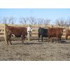 Image 3 : Warnyca Land & Cattle - 725# Heifers - 45 Head (Montmartre, SK)