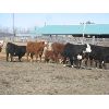 Image 4 : Warnyca Land & Cattle - 725# Heifers - 45 Head (Montmartre, SK)