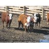 Image 5 : Warnyca Land & Cattle - 725# Heifers - 45 Head (Montmartre, SK)