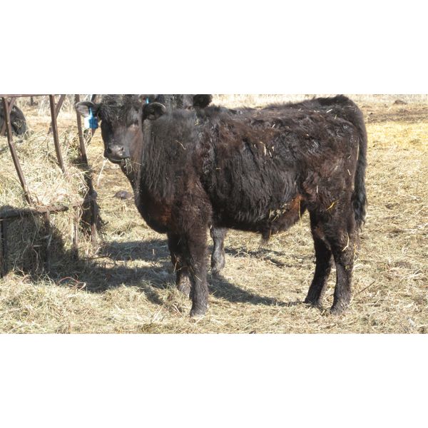 Double X Land & Cattle - 535# Steers - 59 Head (Woodside, MB)
