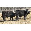 Image 2 : Double X Land & Cattle - 535# Steers - 59 Head (Woodside, MB)