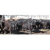Image 3 : Double X Land & Cattle - 535# Steers - 59 Head (Woodside, MB)