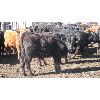 Image 5 : Double X Land & Cattle - 535# Steers - 59 Head (Woodside, MB)