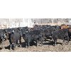 Image 1 : Double X Land & Cattle - 505# Heifers - 72 Head (Woodside, MB)
