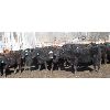 Image 4 : Double X Land & Cattle - 505# Heifers - 72 Head (Woodside, MB)